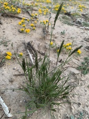 Enneapogon desvauxii