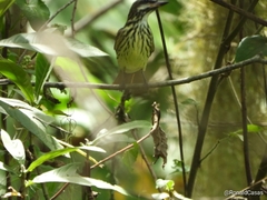 Myiodynastes luteiventris