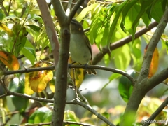 Myiodynastes luteiventris