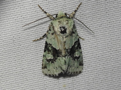 Lacinipolia implicata