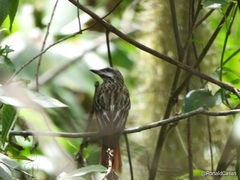 Myiodynastes luteiventris