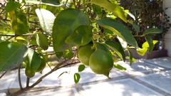 Pseudocydonia sinensis