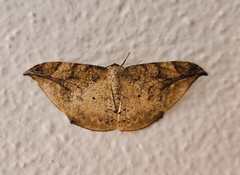 Dalima