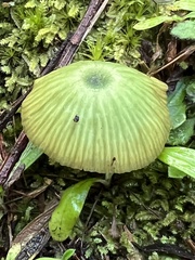 Entoloma rodwayi
