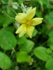 Potentilla recta