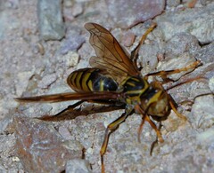 Polistes rothneyi