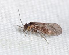 Peripsocidae