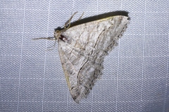 Digrammia pallorata