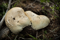 Agaricus moronii