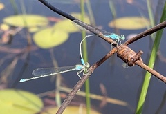 Pseudagrion coeleste