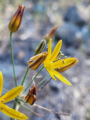 Bloomeria crocea