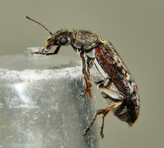 Eurygeniinae