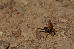 Polistes rothneyi