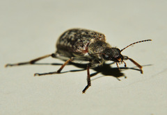Eurygeniinae