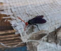 Scolia superciliaris