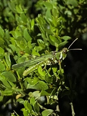 Bootettix argentatus
