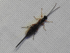 Itoplectis