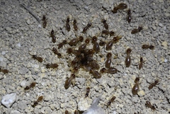 Tenuirostritermes