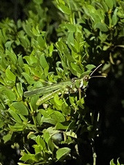 Bootettix argentatus