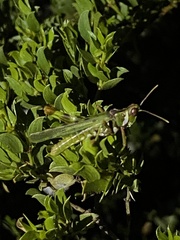 Bootettix argentatus