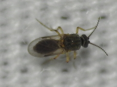 Forcipomyia