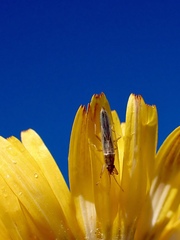 Stenophyella macreta