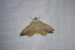 Macaria aequiferaria