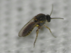 Forcipomyia