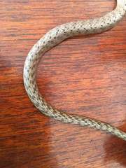 Dryophiops philippina