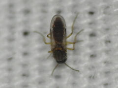 Forcipomyia