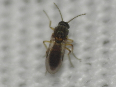 Forcipomyia