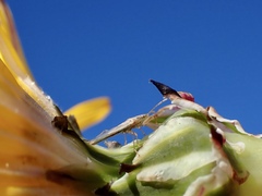 Stenophyella macreta