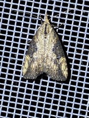 Hypena humuli