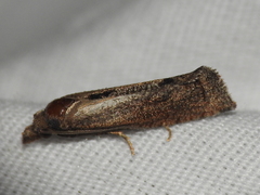 Pelochrista similiana