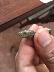 Dryophiops philippina