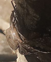 Aratus pisonii