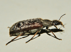Eurygeniinae