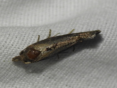 Pelochrista similiana