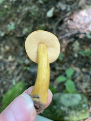 Aureoboletus roxanae