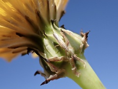 Stenophyella macreta