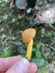 Aureoboletus roxanae
