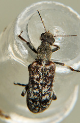 Eurygeniinae
