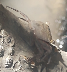 Aratus pisonii