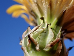 Stenophyella macreta