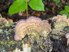 Trichaptum subchartaceum