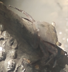 Aratus pisonii