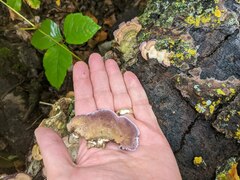 Trichaptum subchartaceum