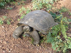 Chelonoidis niger