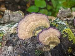 Trichaptum subchartaceum