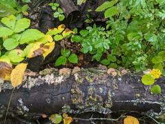 Trichaptum subchartaceum